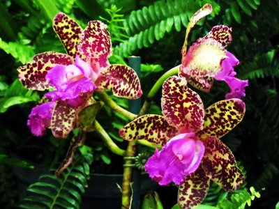 Orchids2013 001.jpg