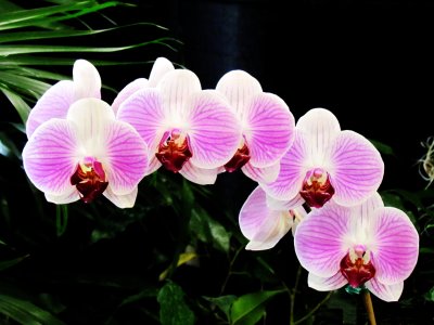 Orchids2013 009.jpg