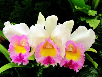 Orchids2013 011.jpg