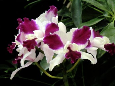 Orchids2013 012.jpg