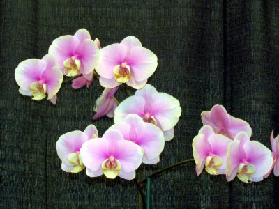 Orchids2013 015.jpg