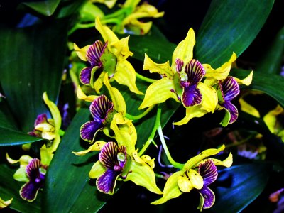 Orchids2013 017.jpg