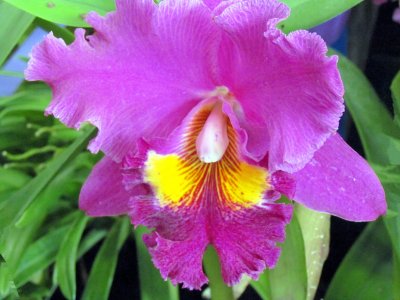 Orchids2013 019.jpg
