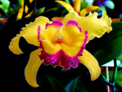 Orchids2013 021.jpg