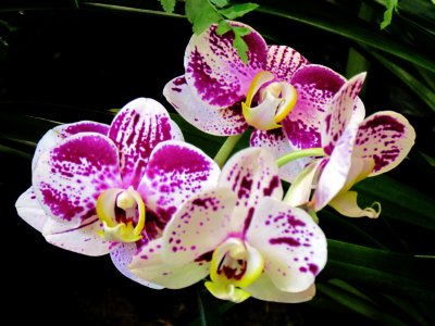 Orchids2013 026.jpg
