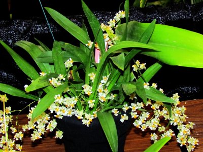 Orchids2013 029.jpg