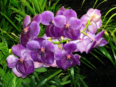 Orchids2013 040.jpg