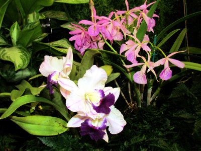 Orchids2013 043.jpg