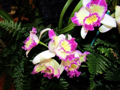 Orchids2013 044.jpg