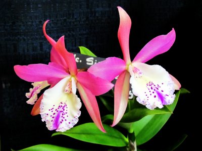Orchids2013 038.jpg