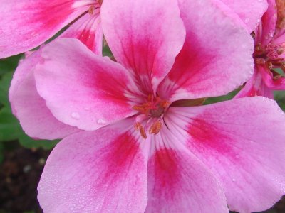 The Tiny Pink