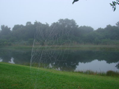 Fog and the Web