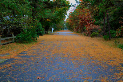 Cove Road covered in pine needles