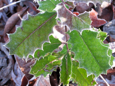 holly leaves