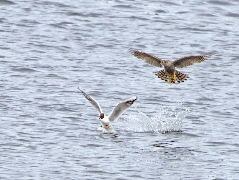 Goshawk (Accipiter gentilis) and Black-headed Gull (Larus ridibundus)