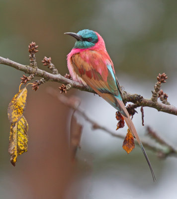 Northern Carmine Bee-eater (Merops nubicus)