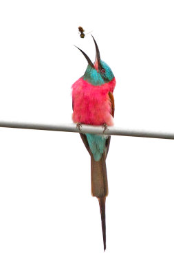 Northern Carmine Bee-eater (Merops nubicus)