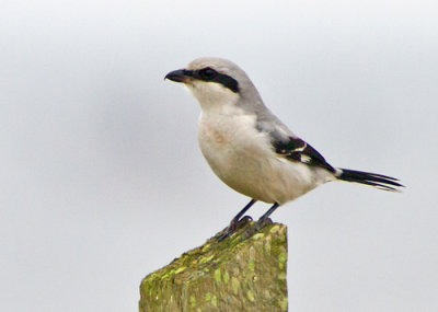 Great Grey Shrike (Lanius excubitor)