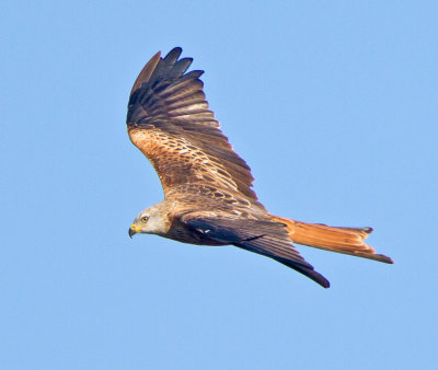 Red Kite (Milvus milvus)