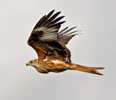 Red Kite (Milvus milvus)