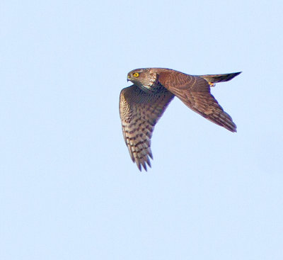 Sparrowhawk (Accipiter nisus)