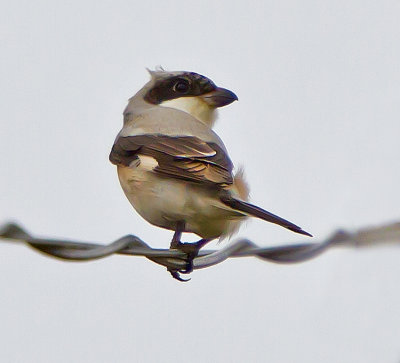 Lesser Grey Shrike (Lanius minor)