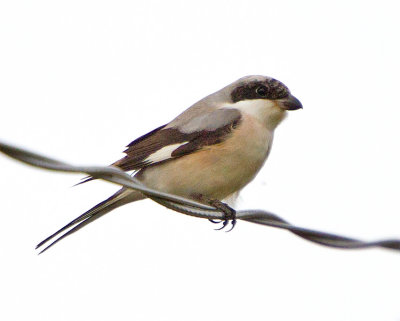 Lesser Grey Shrike (Lanius minor)