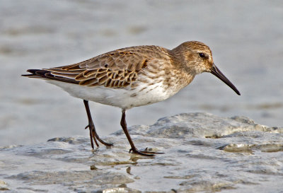 Dunlin (Calidris alpina)