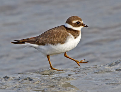 Ringed Plover (Charadrius hiaticula)