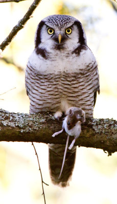Hawk Owl (Surnia ulula)