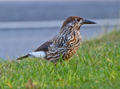 Nutcracker (Nucifraga caryocatactes)