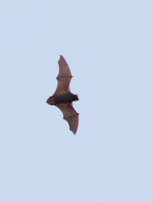 Noctule (Nyctalus noctula)