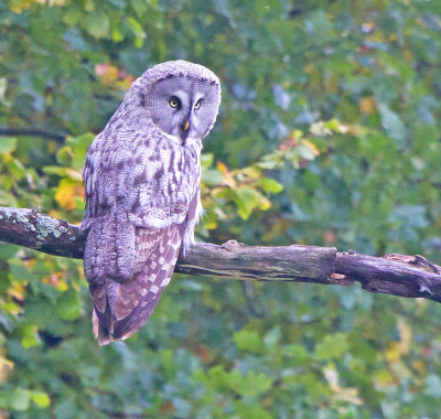 Great grey owl (Strix nebulosa)