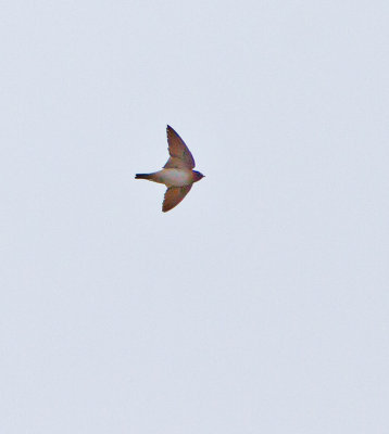 Cliff Swallow (Petrochelidon pyrrhonota)