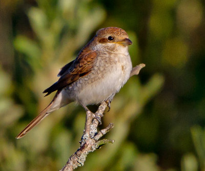 Red-backed Shrike (Lanius collurio) 