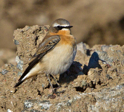Wheatear (Oenanthe oenanthe)