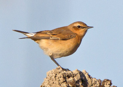 Wheatear (Oenanthe oenanthe)
