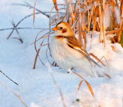 Snow Bunting (Plectrophenax nivalis)