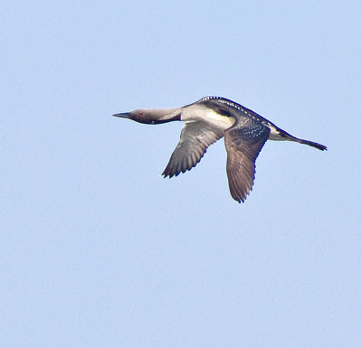 Black-throated Diver (Gavia arctica)