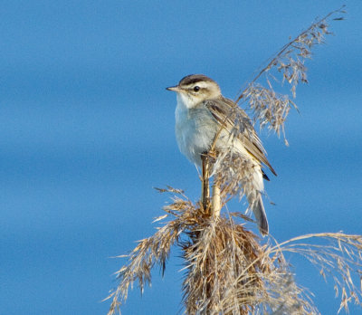 Sedge Warbler (Acrocephalus schoenobaenus)