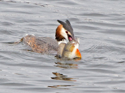 Great Crested Grebe (Podiceps cristatus) 