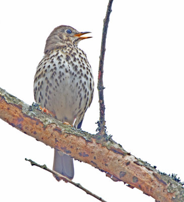 Song Thrush (Turdus philomelos)