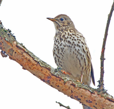 Song Thrush (Turdus philomelos)
