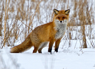 Fox