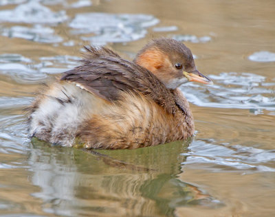 Little Grebe (Tachybaptus ruficollis)