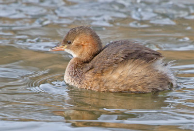 Little Grebe (Tachybaptus ruficollis)