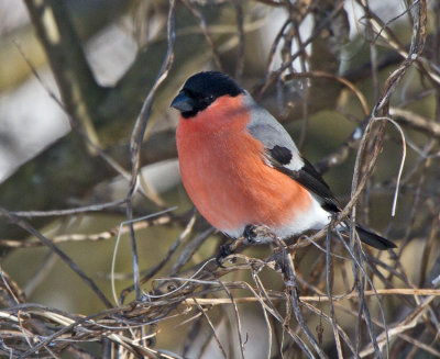 Bullfinch (Pyrrhula pyrrhula)
