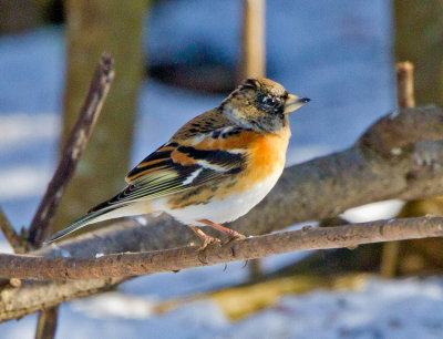Brambling (Fringilla montifringilla)