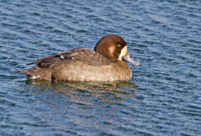 Scaup (Aythya marila)