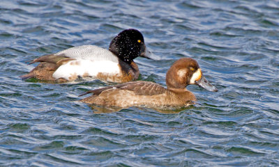 Scaup (Aythya marila)